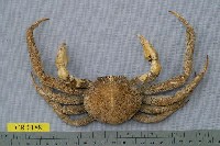 藏品(溝痕絨球蟹)的圖片